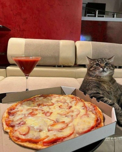 Larger kitty next to whole pizza and a cocktail. Kitty looks content.