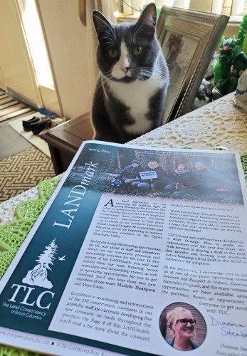 My gray tuxedo cat, staring at camera & sitting on a chair. In front of him is the TLC Spring newsletter on table.