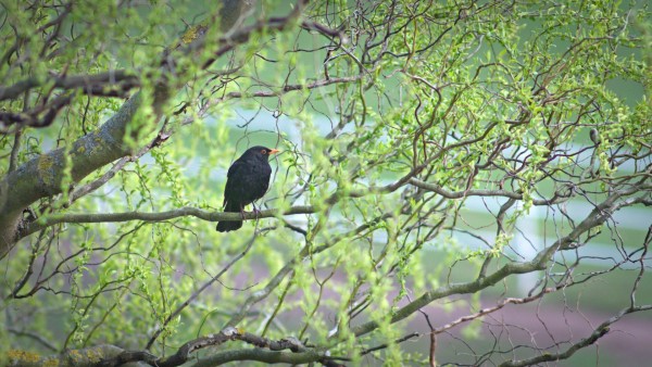 An Amsel sitting on  green curly leafed tree looking sideways into the camera sitting in the left portion of the picture.