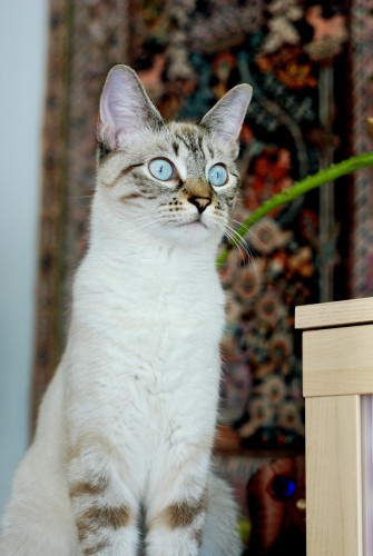 A lynx point Siamese sitting upright with a hanging carpet in the background. He has stunning blue eyes and bold tabby markings against light fur. He was less than a year in this photo, and his fur has grown darker and more stripey since then.