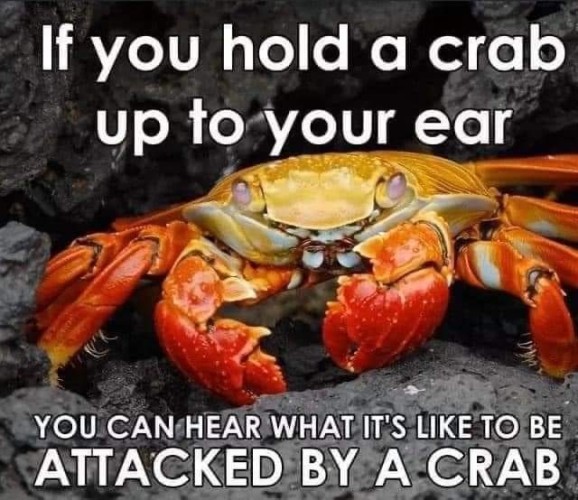 Image of a yellow and red crab.

The top text reads: "If you hold a crab up to your ear"

The bottom text reads: "You can hear what it's like to be attacked by a crab"