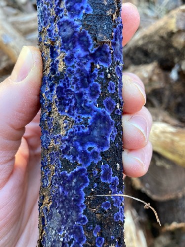 Slim log with amazing vibrant blue fungi growing on it, in plates.