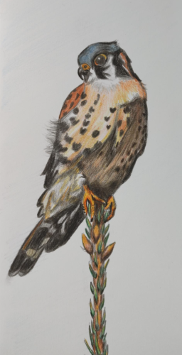 A colored pencil drawing of an American Kestrel perched on top of a pine branch. It has full adult plumage in various yellows, oranges, and blues.