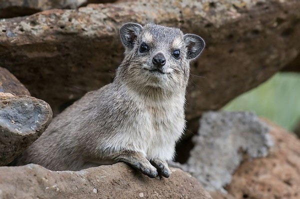 Another hyrax, looking at the camera, very odd and cute