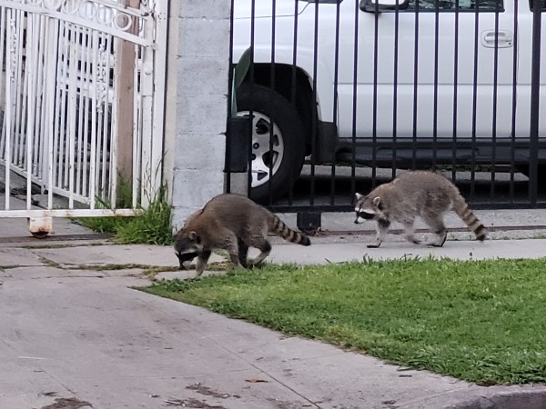 Two raccoons on the sidewalk of a residential street in Los Angeles.