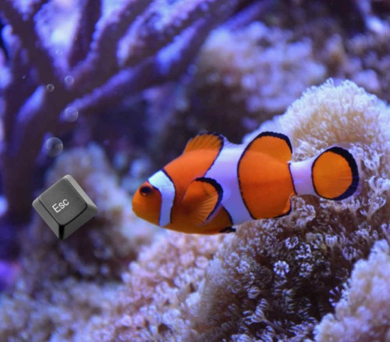 A clownfish underwarer is looking at an "Esc" (Escape) key.