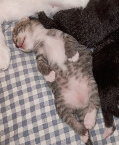 A week-old tabby kitten lying flat on her back on top of a blue and white checkered cloth. Her head is flopped to one side and her white-tipped front paws are resting on top of her fat little belly. Her back legs are sticking straight outward, away from her body. She looks as if she's gone limp.