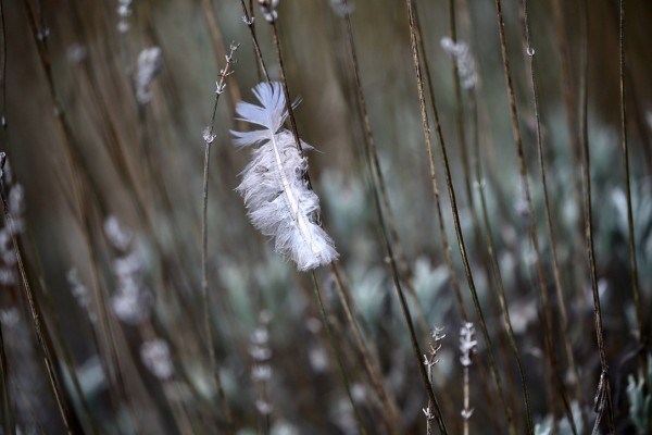 A lone white feather of a bird stuck in some plants.