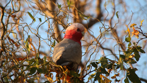 A galah sits in a corkscrew willow, surrounded by twisty twigs in the golden late afternoon light. Light glints off its eye as it looks over its shoulder back at the camera