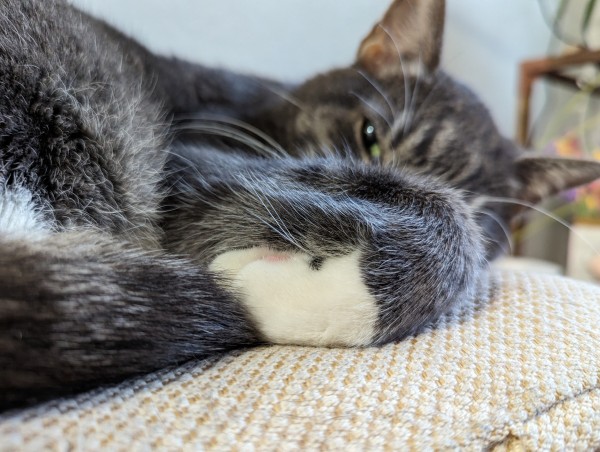 Close up of a gray tabby cat's little white front paw curled up. In the background he is looking over with one eye, because I have awakened him from his slumber.