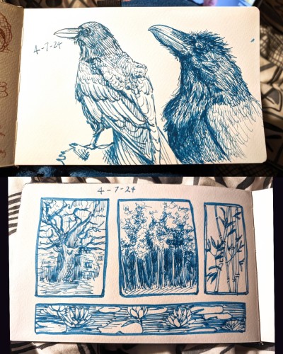 Two sketchbook pages with teal ink drawings drawn with a fountain pen. The top page has two crow drawings, the left one with a full bird standing on a rock and the right a closeup of the head and torso of a crow. The date 4/7/24 is written next to the left bird. The bottom page has four rectangles framing small plant and tree drawings. The top left has a drawing of a tree, the top middle has a drawing of a bamboo forest, and the top right a drawing of some bamboo. The bottom drawing is a long and thin drawing of lotuses and lilies in water. The date 4-7-24 is written at the top.