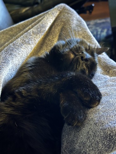 A cute little black cat sleeping on a gray blanket.