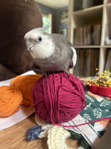 Gray and white cockatiel balancing on a red ball of yarn