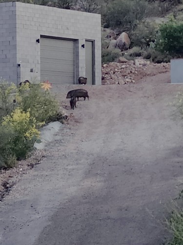 three javelinas, seen from a distance, exploring the perimiter of a garage in the desert.