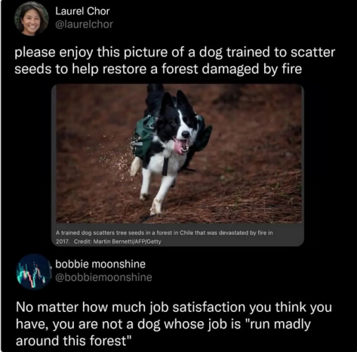 laurelchor:
please enjoy this picture of a dog trained to scatter seeds to help restore a forest damaged by fire.
bobbiemoonshine: 
No matter how much job satisfaction you think you have, you are not a dog whose job is "run madly around this forest" 