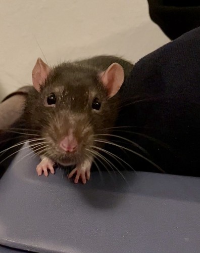 A close-up of a cute little pet rat looking at the camera, with a blurry background.