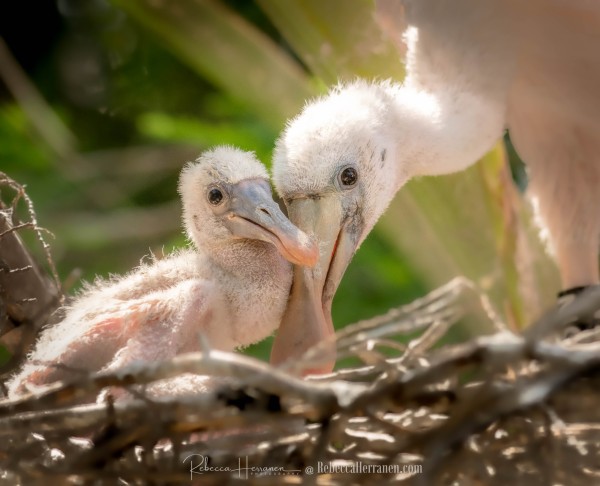 A teeny tiny little Roseate Spoonbill chick snuggling up to big brother