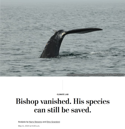 Photo with credit, and news headline.

Photo: Bishop the right whale's tail emerging from the sea surface.

Credit: New England Aquarium, taken under SARA permit #DFO-MAR-2016-04
Climate Lab

Headline: 
Bishop vanished. His species can still be saved.

Analysis by Harry Stevens and Dino Grandoni
May 11, 2024 at 5:00 a.m.