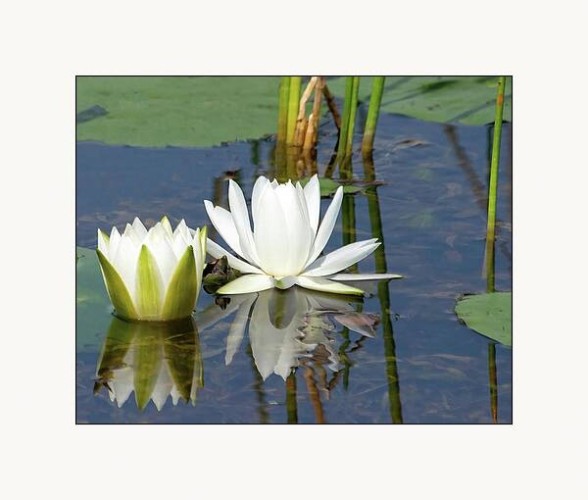 Matted print of white water lilies floating on the surface of still water creating a beautiful reflection.