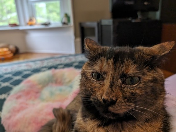 soot the tortie cat, looking very perturbed 