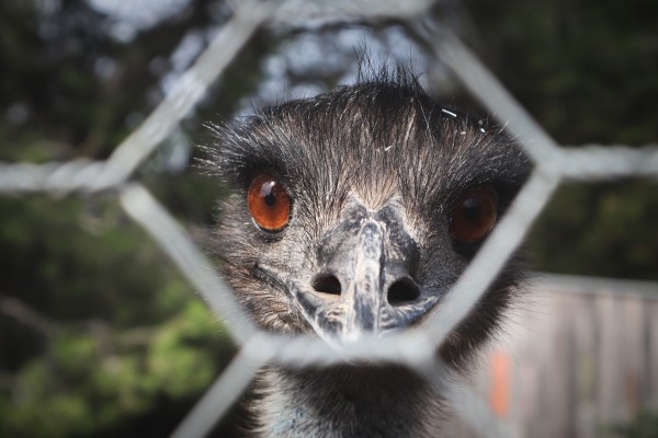 Close-up of an emu's face looking through a wire fence.