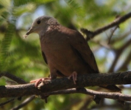 A Ruddy Ground Dove perches on a limb. It is overall very warm brown. Its face is paler. It is holding a bit of fluff in its bill. The background is a mixture of green vegetation and sky.