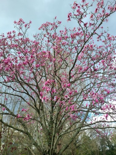 Photograph looking upward at a partially bloomed pink Magnolia tree in Edgewater, Maryland