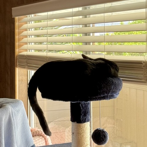 A short hair black cat 🐈‍⬛ is snoozing on a navy cat tree. It’s hard to tell where the cat begins and the tree ends, but the black tail hanging down on the left side gives away that the tree is occupied. 