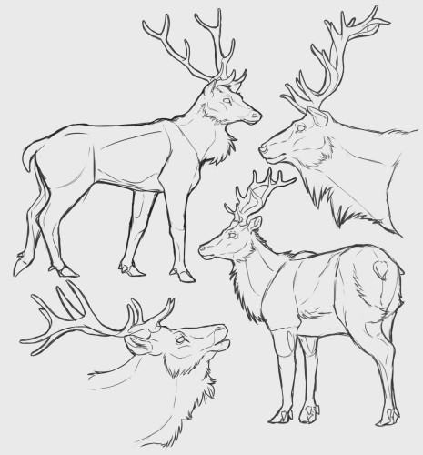 Multiple digital sketches of elk on a gray background. Clockwise, starting at the top left: a standing elk in profile facing right with its face slightly turned; a bust of an elk in profile facing left; an elk facing left that's standing and slightly turned so that its back end is visible; and a bust of an elk bugling in profile facing right.