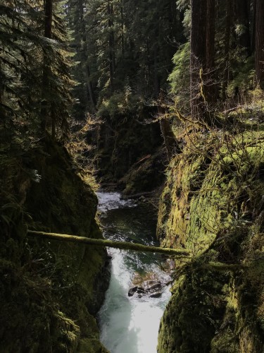 A narrow canyon of stone, covered with moss; a raging river flows at its bottom. Evergreen trees are atop the rocks. Sunlight comes from the upper left, hitting one side of the mossy gorge. A mossy log spans the breach. 