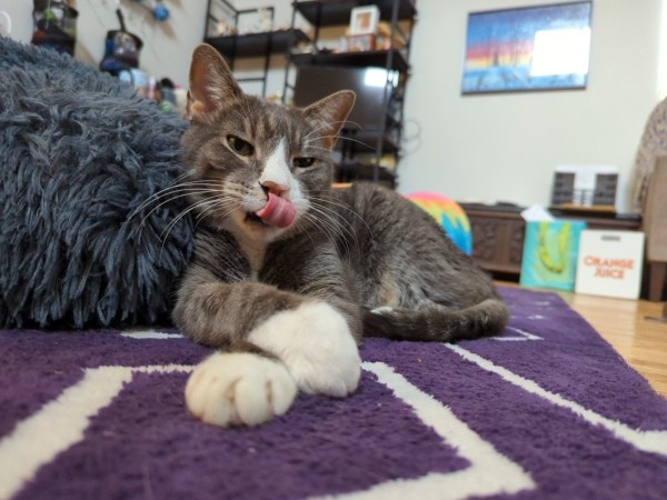 A gray and white tabby cat sitting on a purple carpet with his front paws crossed. He is licking his nose and his tongue is perfectly curled.
