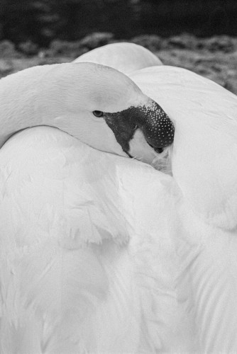 A close up photo of swan, bird tucks its head into its body and stares into the lens.