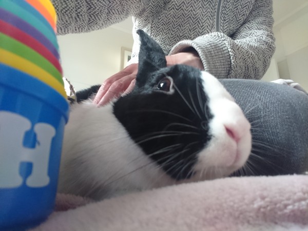 A black and white Dutch rabbit is snuggled down on a pink fleece with one of her owners. Her plastic stacking cup toys are next to her. 
