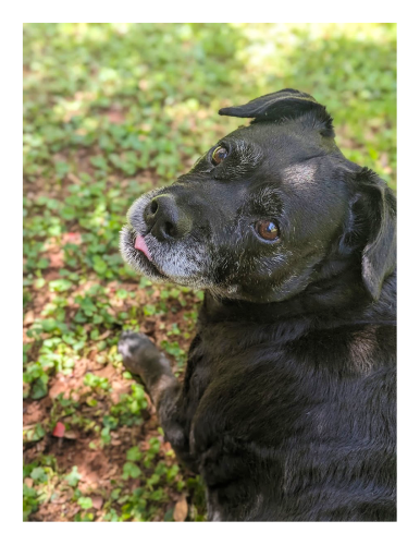 daytime, in the shade. high angle close up. a graying black lab/pitty lies on grass. facing away from us, but his head is turned left and they makes eye contact. the smallest bit of tongue peeks through his closed mouth. the background is light-dappled grass ad and leaves.
