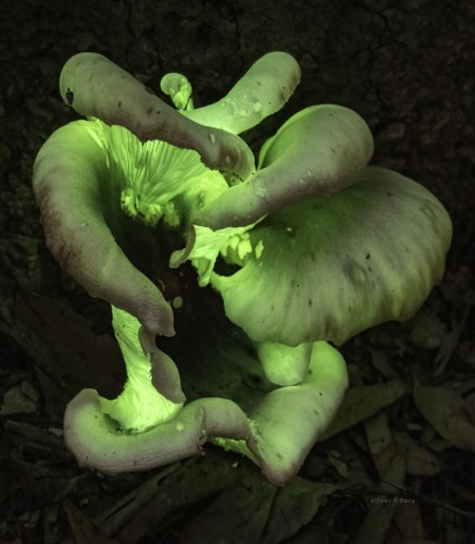 Bioluminescent ghost fungus (Omphalotus nidiformis) - Corunna, NSW.