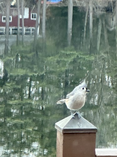A small gray tufted titmouse with a fine little tuft sits on a railing post looking toward me sideways. Behind the calm
waters of a lake reflect green trees and a small red cabin. 
