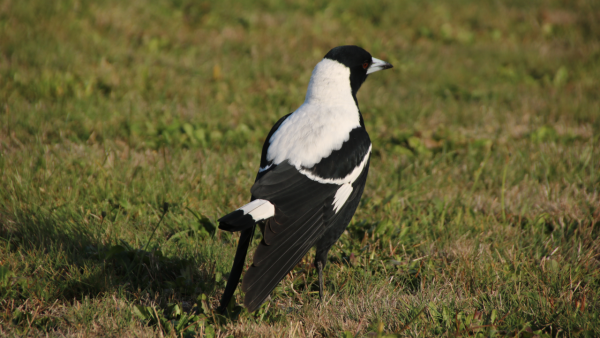 A male Australian magpie standing on some grass, facing away from the camera with his tail raised and wing tips stretched downward