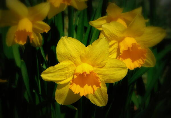 The sunshine bright yellow of daffodils in spring.