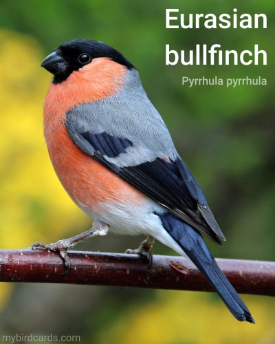 Eurasian bullfinch, Common bullfinch or Bullfinch (Pyrrhula pyrrhula). Adult male. Conservation status: Least Concern. CC: KKLW 📷: Photo by jLasWilson via Pixabay 2016

The photo shows a stocky, bull-headed bird with a bright pink-red breast and cheeks, a black cap, and a blue-gray back.