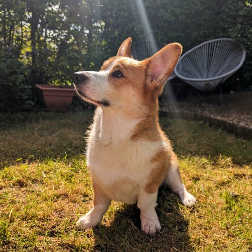 A Corgi sits on grass looking magnificent. He is blessed by a sun beam.