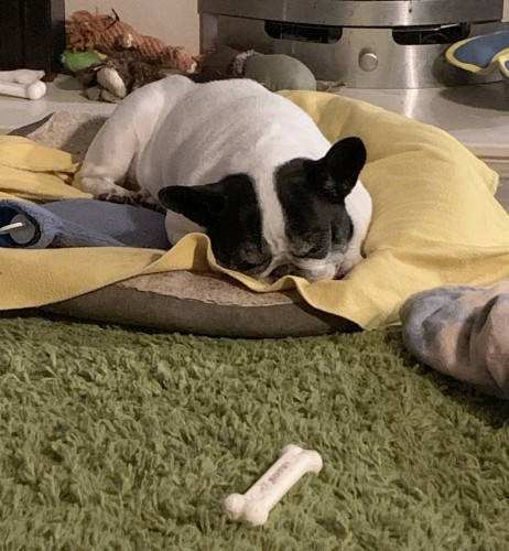 My black and white Frenchie asleep in his bed with his chew bone in the foreground 