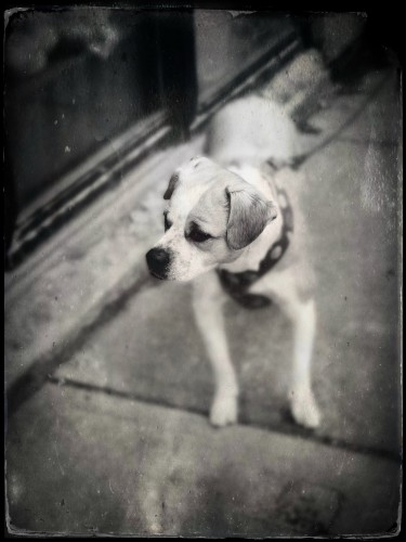 Black and white vintage style photograph of a small dog