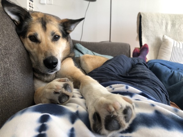 Cute dog snuggles with human on couch, his paw is near the camera 
