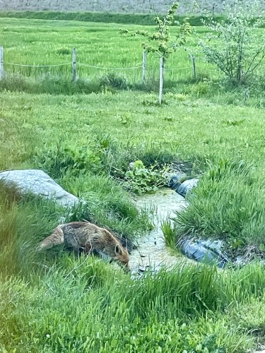 A fox drinking in our smallest pond, 2m from us.