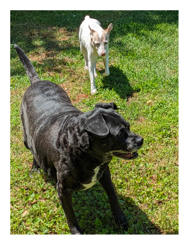 daytime. a black lab/pitty and small white terrier stand/walk on grassy yard,