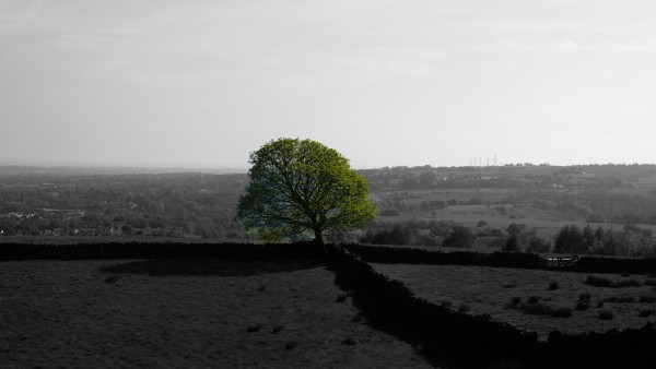 A tree thats in colour sits on a black and white photo in a field corner overlooking a valley and hill the other side of mostly trees further away. 