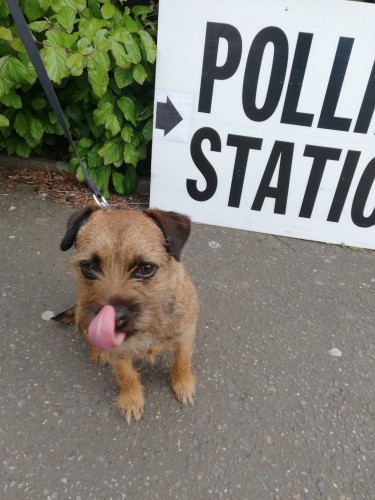 Fizz by a polling station sign licking her little border terrier nose