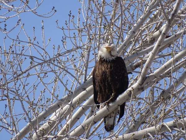 A large adult bald eagle perches amid the  winter bare white branches of a large tree. It's dark brown/black feathers standing out in contrast against the white tree and blue sky behind it. The long white tail droops down below the clasping talons, as the white head is tilted 90 degrees to the bird's left, golden eyes and yellow beak aligned straight vertically.