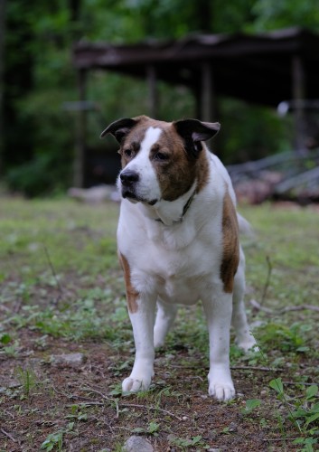 A white and brown dog standing in his yard with a serious observation look
