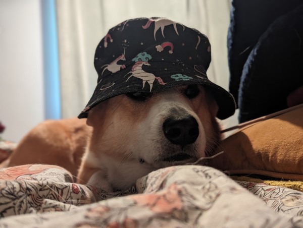 A Corgi lies in a festival bucket hat that leaves just his eyes peaking out from under it. The hat has rainbows and unicorns on it. 